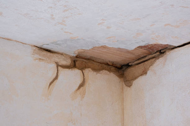 Best Mold removal after water damage  in Grant, AL