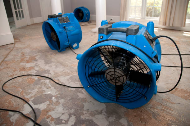 Best Basement water damage restoration  in Grant, AL